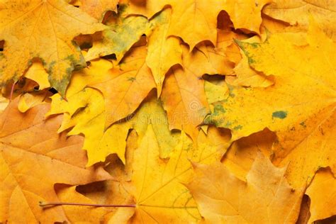 Beautiful Golden Autumn Leaves As Background Stock Image Image Of