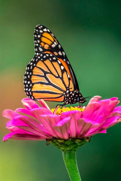 7 Fascinating Monarch Butterfly Facts Monarch Butterfly Facts