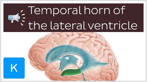 Temporal Horn Of The Lateral Ventricle Anatomical Terms Pronunciation