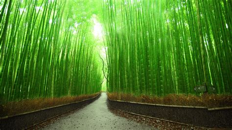 Kyoto Pathway Plants Asia Japan Trees Bamboo HD Wallpaper Rare Gallery