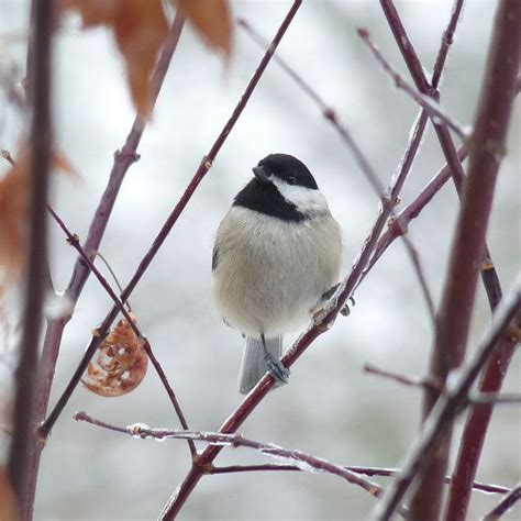 Carolina Chickadee By Chickens In The Trees Vns2009 Via Flickr Dee