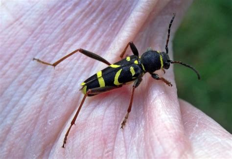 Wasp Beetle Naturespot