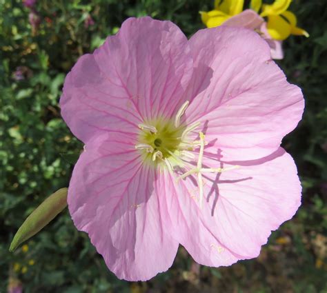 Maybe you would like to learn more about one of these? Flower (Santa Fe, New Mexico) | Santa Fe is the state ...