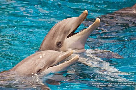 Common Bottlenose Dolphin Fun Animals Wiki Videos