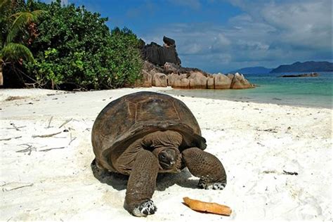 Naturetrek Wildlife Holidays The Seychelles