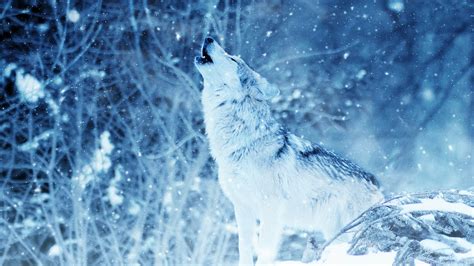 Majestic Wolf Wallpaper ·① Wallpapertag