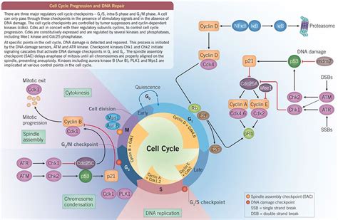 Cell Cycle Tocris Bioscience