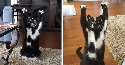 This Cat Keeps Putting Its Paws In The Air And Nobody Knows Why Bored