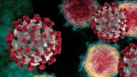 Coronavirus May Cause Injury To Placenta Researchers Say Fox News