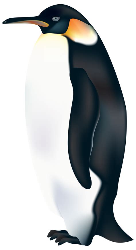 Penguin Clipart Png 10 Free Cliparts Download Images On Clipground 2024