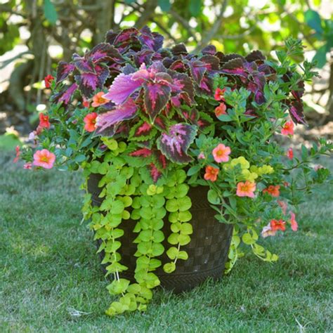 Adorable 20 Best And Wonderful Colorful Shade Garden Pots Ideas For