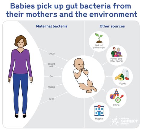Babies Gut Bacteria Affected By Delivery Method Baby Biome Project Shows