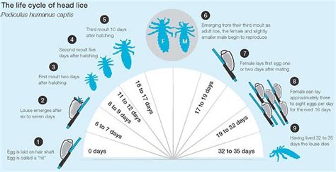 How To Recognize Head Lice Licedoctors