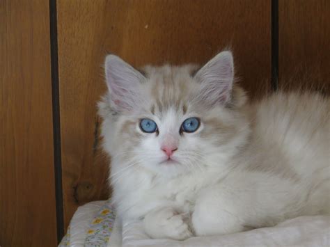 Ragdoll in cats & kittens for rehoming in ontario. Adoption at Crescent Moon Ragdolls - Crescent Moon ...