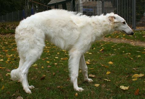 Borzoi Information Dog Breeds At Newpetowners