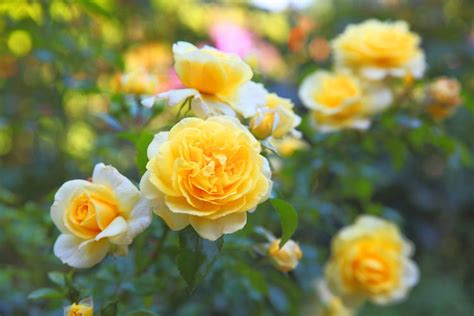 Foto Mengenal Simbol Dan Arti Bunga Mawar Kuning