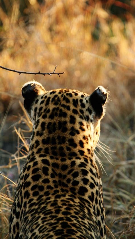 Animal Hd Wallpaper For Android Phone
