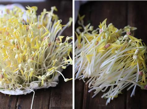how to sprout mung beans plant instructions