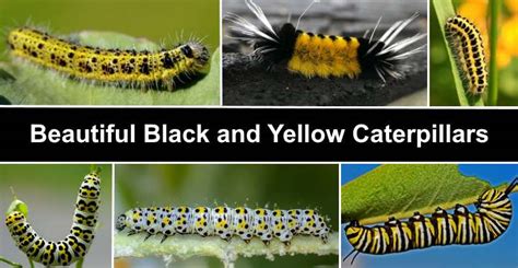 35 Black And Yellow Caterpillars With Pictures Identification Guide