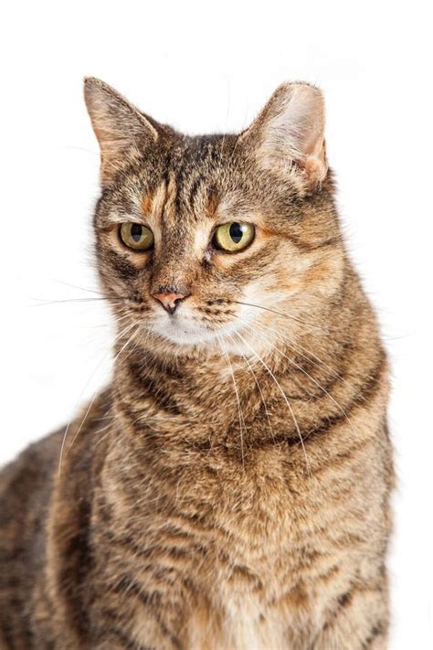 Tabby Cat Closeup Ear Tipped Stock Photo Image Of Close Kitty 65265184