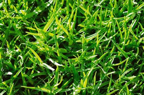 Grasses may be referred to as: 6 Popular Australian Lawns & Grasses - Jim's Mowing NZ