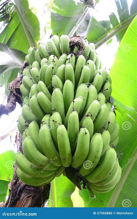 Banana Palm Tree Stock Photo Image Of Nature Leaves 27560886