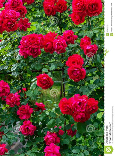 A Large Bush Of Red Roses Floral Background Stock Image Image Of
