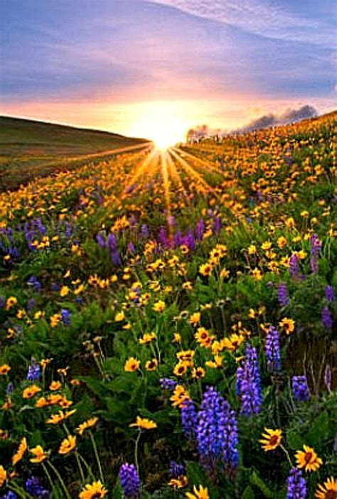 Sunrise Over A Hillside Of Wild Flowers Beautiful Nature Nature Photography Flower Field