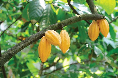 Note that none of those grow in trees or other woody plants and do not rely on animals or even the wind for pollination. We Answer Your Unanswered Food Queries - Sick Chirpse