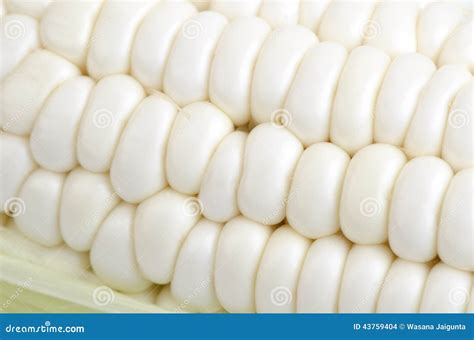 Waxy Corn Stock Photo Image Of Effects Anticancer Live 43759404