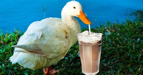 What Does Milkshake Duck Mean The Downside Of Viral Internet Fame
