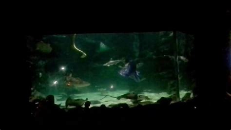 Live Mermaid Show In Myrtle Beach Sc Youtube