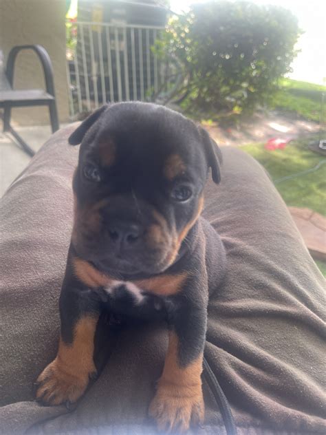 American Bully Puppies For Sale West Palm Beach Fl