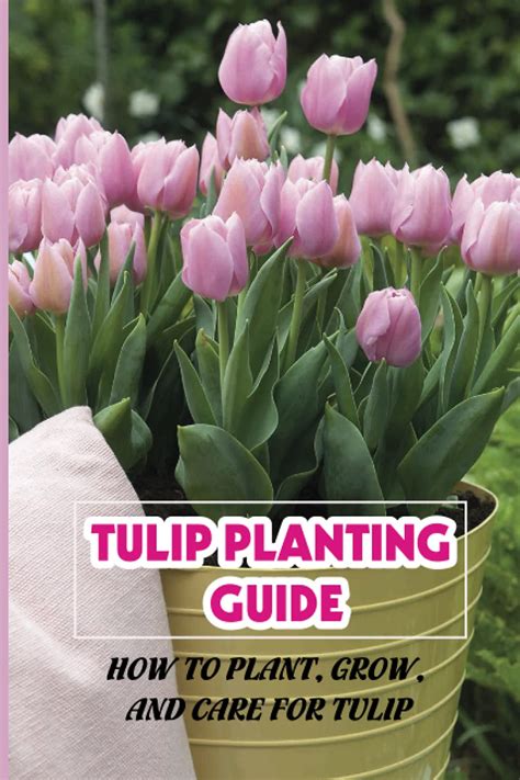 Buy Tulip Ing Guide How To Grow And Care For Tulip Growing Tulips