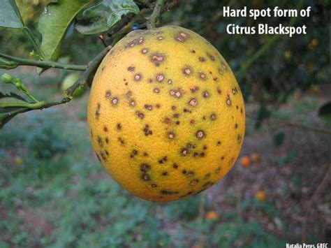 Fact Sheet Citrus Black Spot Citrus Diseases