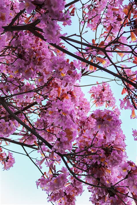 Pink Cherry Blossom Tree Under Blue Sky · Free Stock Photo