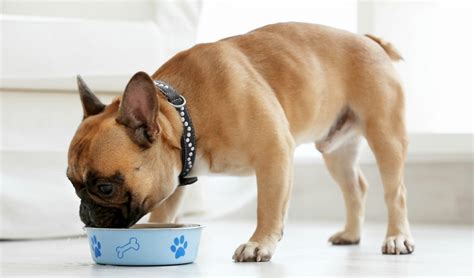 However, it isn't as cut and dried as that quick answer. Best Dog Food for French Bulldogs 2020: 7 Vet Recommended ...