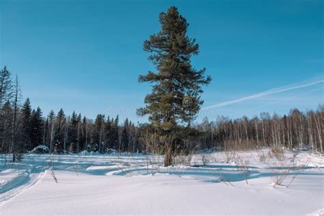 Winter Forest Landscape Taiga In The Winter Siberian Forest In Winter