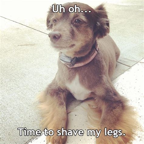 21 Funny Dog Pictures That Perfectly Sum Up How We Feel