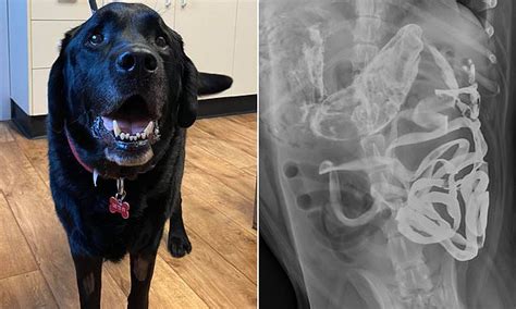 Vets Shocked To Find Four Socks Inside The Stomach Of Seven Year Old