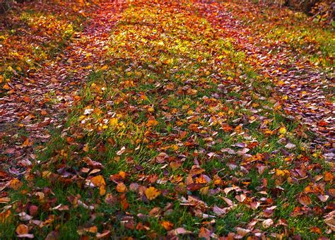 Fall Foliage Golden Autumn Free Photo On Pixabay