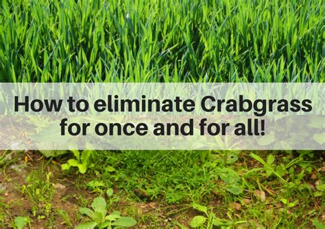 How To Eliminate Crabgrass On Your Lawn Once And For All Lawn