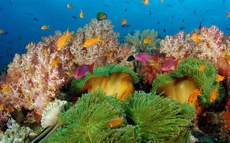 The Underwater World Of Fijis Beqa Lagoon Nanuku Fiji