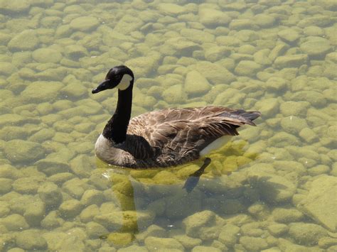 Free Images Wing Wildlife Beak Fauna Poultry Duck Vertebrate