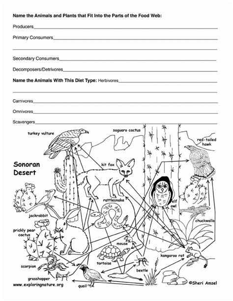 Food Web Coloring Pages Coloring Home
