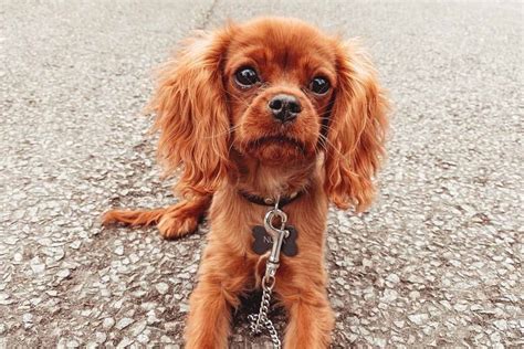 Teacup Cavalier King Charles Spaniel The Ultimate Guide