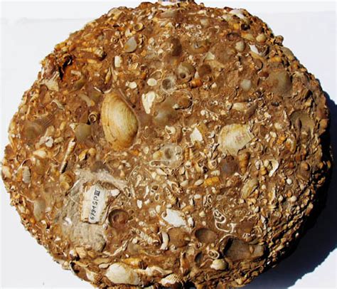 The image is made by dr. Steinkern.de - Die Fossilien-Community - Einblick in die ...