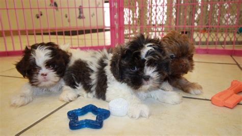 Puppies For Sale Local Breeders Unique Blue Shih Tzu Puppies For Sale