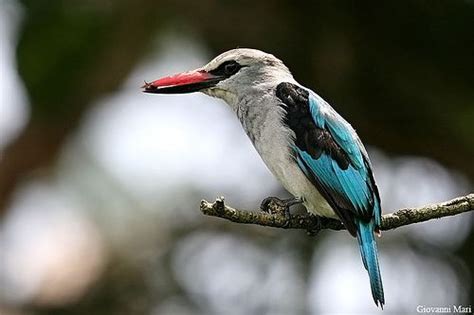 Woodland Kingfisher Queen Elizabeth National Park Uganda