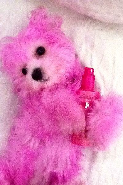 10 Best Perfect Pink Puppies Images Pink Puppy Pink Cute Animals